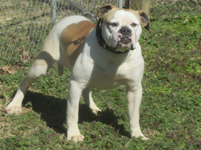 American Bulldogs for sale tennessee