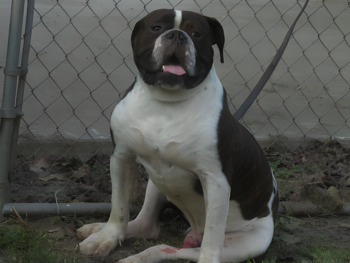 american bulldog puppies weight pull bloodlines
