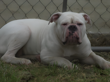 bully american bulldog puppies for sale