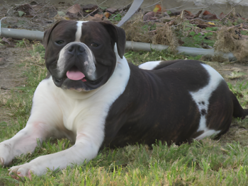 bully american bulldog puppies for sale