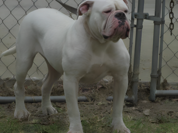 white johnson type american bulldogs for sale