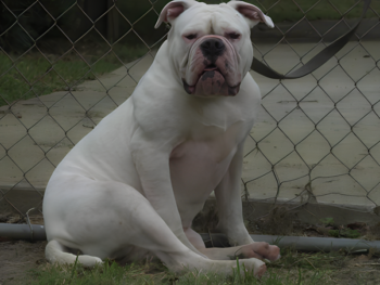 white xl american bulldog puppies for sale